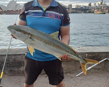 95cm Kingfish vs Daiwa Penn Combo!