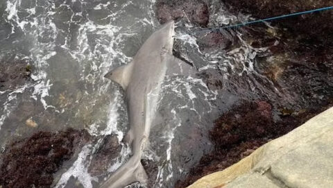 Massive 2m+ Bull Shark in Sydney Harbour