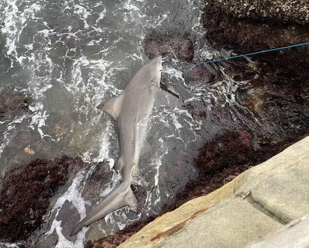 Massive 2m+ Bull Shark in Sydney Harbour