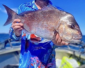Snapper